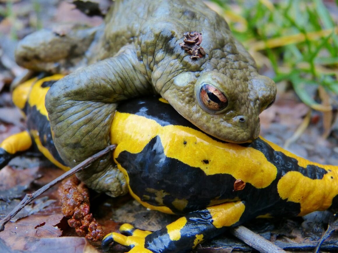 common toad, fire salamander, mating season, error, problem, error, error, error, error, error