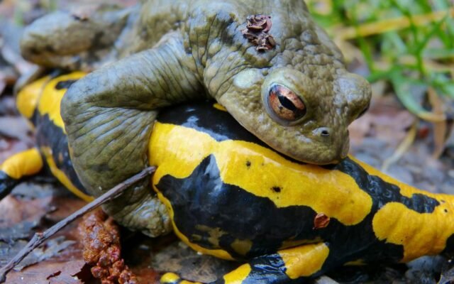 common toad, fire salamander, mating season, error, problem, error, error, error, error, error