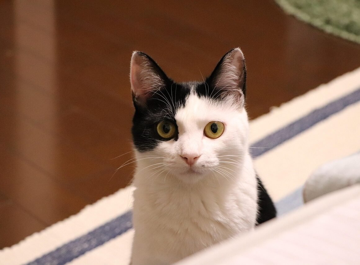 cat, animal, cute, creatures, pets, hello kitty, short hair, mieze, domesticated, fur, nature, black and white, cause, pet, kitty, the world of animals, the face of the cat