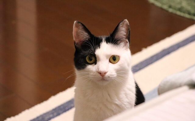 cat, animal, cute, creatures, pets, hello kitty, short hair, mieze, domesticated, fur, nature, black and white, cause, pet, kitty, the world of animals, the face of the cat